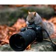 animalanimalsnaturenikonphotographysquirrel-b211049e8965557c015c710011f1f3a7_m.jpg